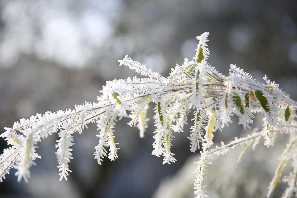 PIB Group Iberia es bolca amb els agricultors després de les gelades
