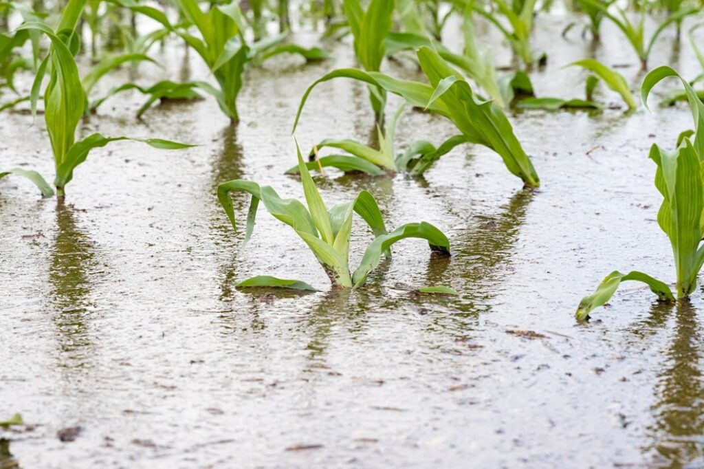 O impacto do cambio climático no seguro agrícola: unha ollada á realidade en España